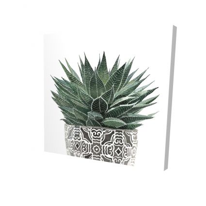 Zebra plant succulent