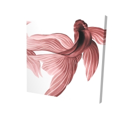 Poissons betta rouge