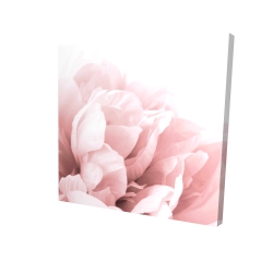 Peonie, fleur de rêve