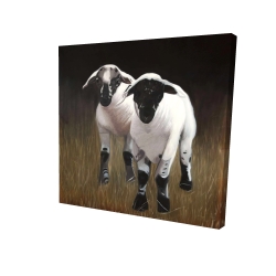 Two lambs