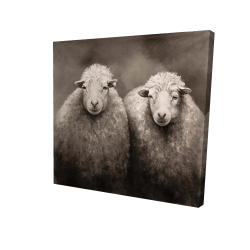 Moutons sépia