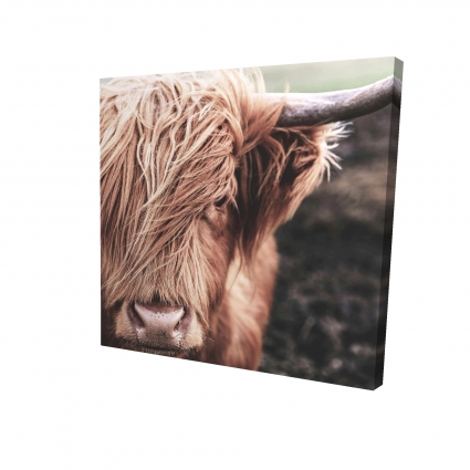 Vache highland désaturée