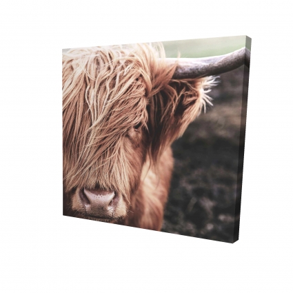 Desaturated highland cow