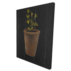 Plant of marjolaine