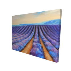 Lavender fields