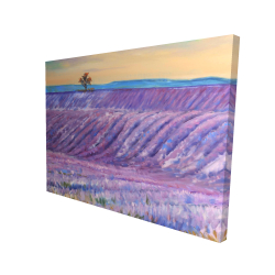 Landscape of a field of lavender
