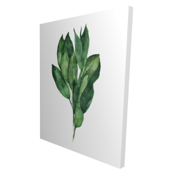 Bouquet de feuilles de laurier