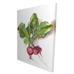 Watercolor radish