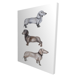 Chiens teckel