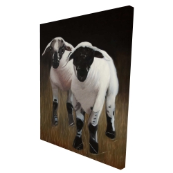 Two lambs