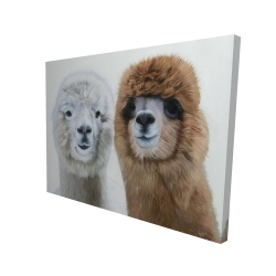 Two lamas