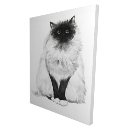 Blue eyes fluffy siamese cat