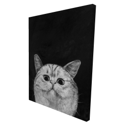 Watching cat