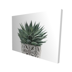 Zebra plant succulent