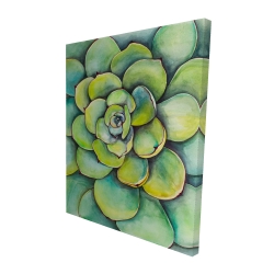 Succulent à l'aquarelle