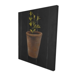 Plant of marjolaine