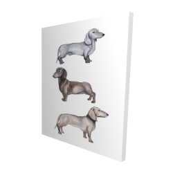Chiens teckel