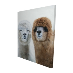 Two lamas