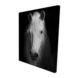 Monochrome horse