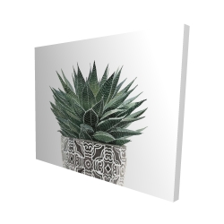 Zebra plant succulent