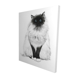 Blue eyes fluffy siamese cat