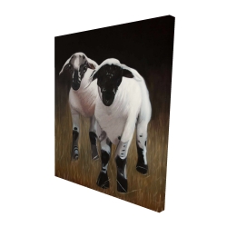 Two lambs
