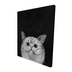 Watching cat