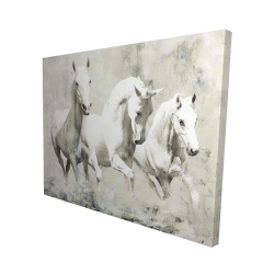 Three white horses running