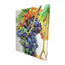 Colorful bunch of grapes