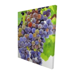 Bunch of grapes