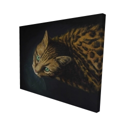 Bengal cat