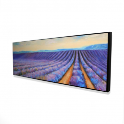 Lavender fields