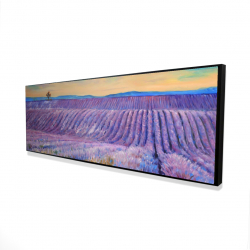 Landscape of a field of lavender