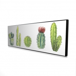 Ensemble de mini cactus