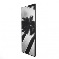 Monochrome palm trees