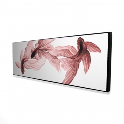 Poissons betta rouge