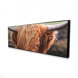 Vache highland portrait