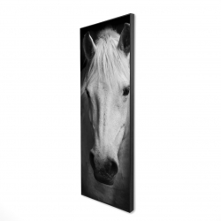 Monochrome horse