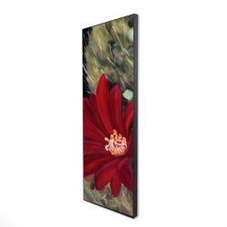 Echinopsis red cactus flower