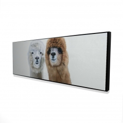 Two lamas