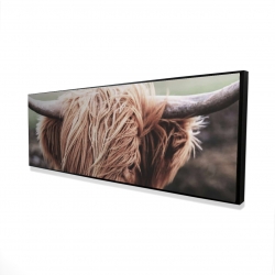 Vache highland désaturée