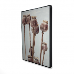 Plantes à tête de pavot sépia
