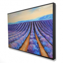 Lavender fields