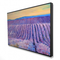 Landscape of a field of lavender