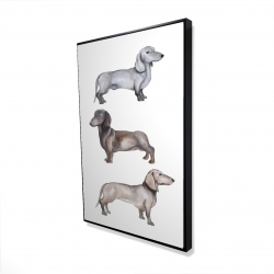 Chiens teckel