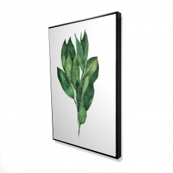 Bouquet de feuilles de laurier