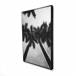 Monochrome palm trees