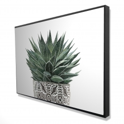 Zebra plant succulent