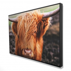 Vache highland portrait