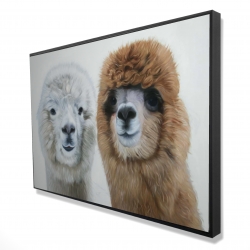 Two lamas